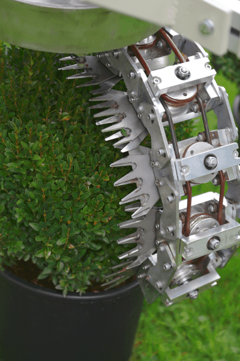 Trimmed Bush